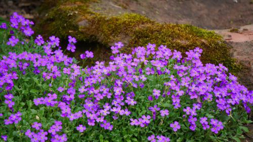 5 kis helyigényű virág, mely a te kertedből sem hiányozhat